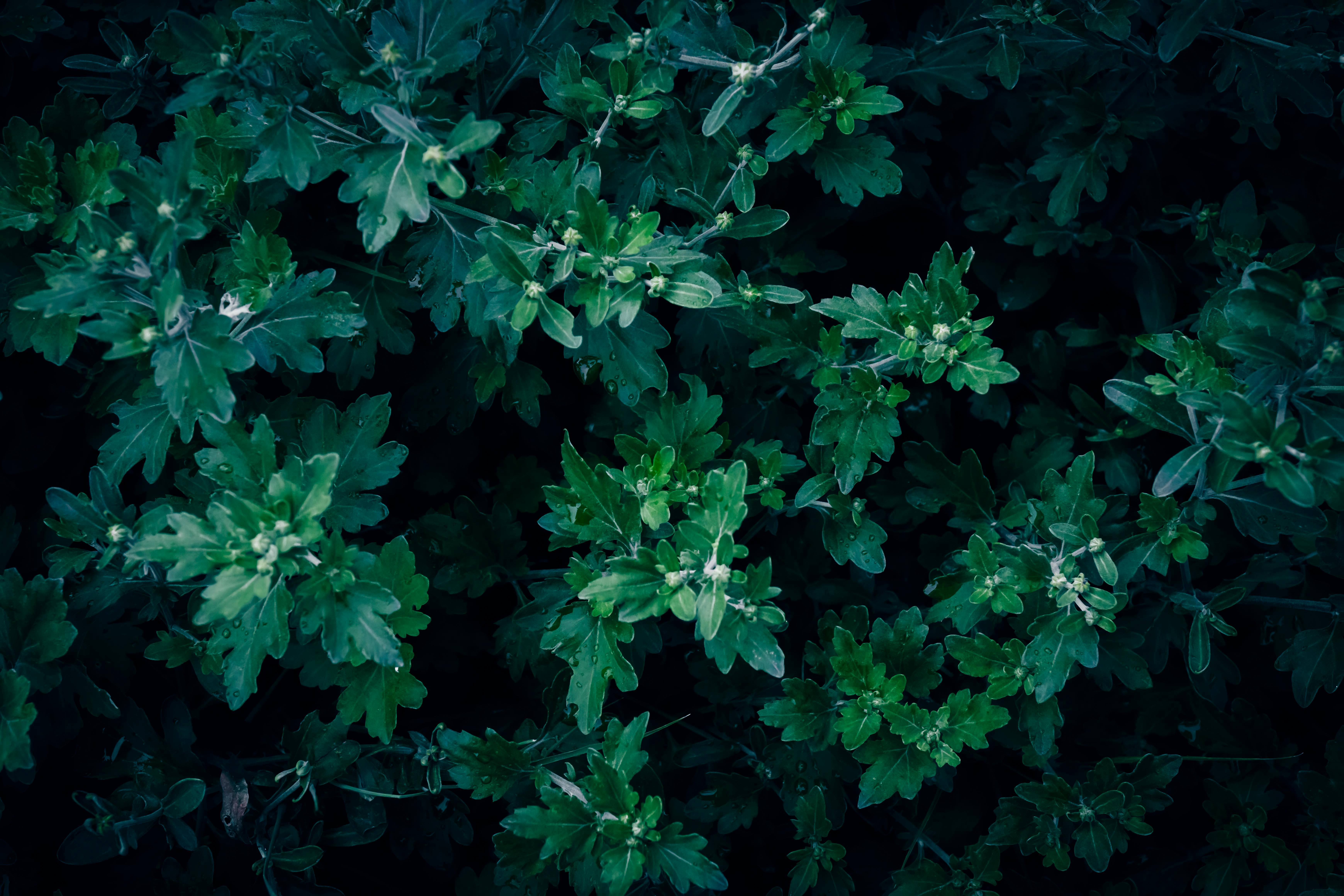 benedict cumberbatch