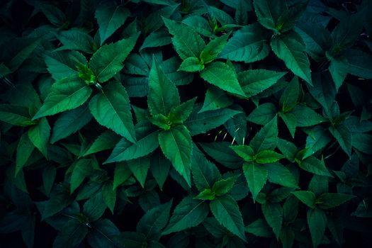 Vibrant close-up of lush green foliage showcasing natural textures and freshness.