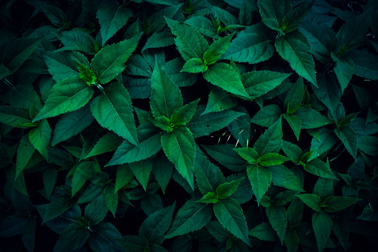 vibrant close up of lush green foliage showcasing natural textures and
