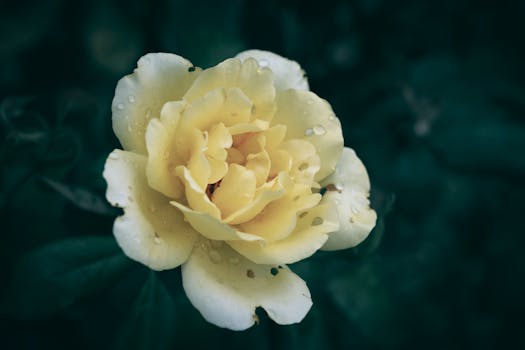 A stunning yellow rose with water droplets, beautifully captured in a dark garden setting.
