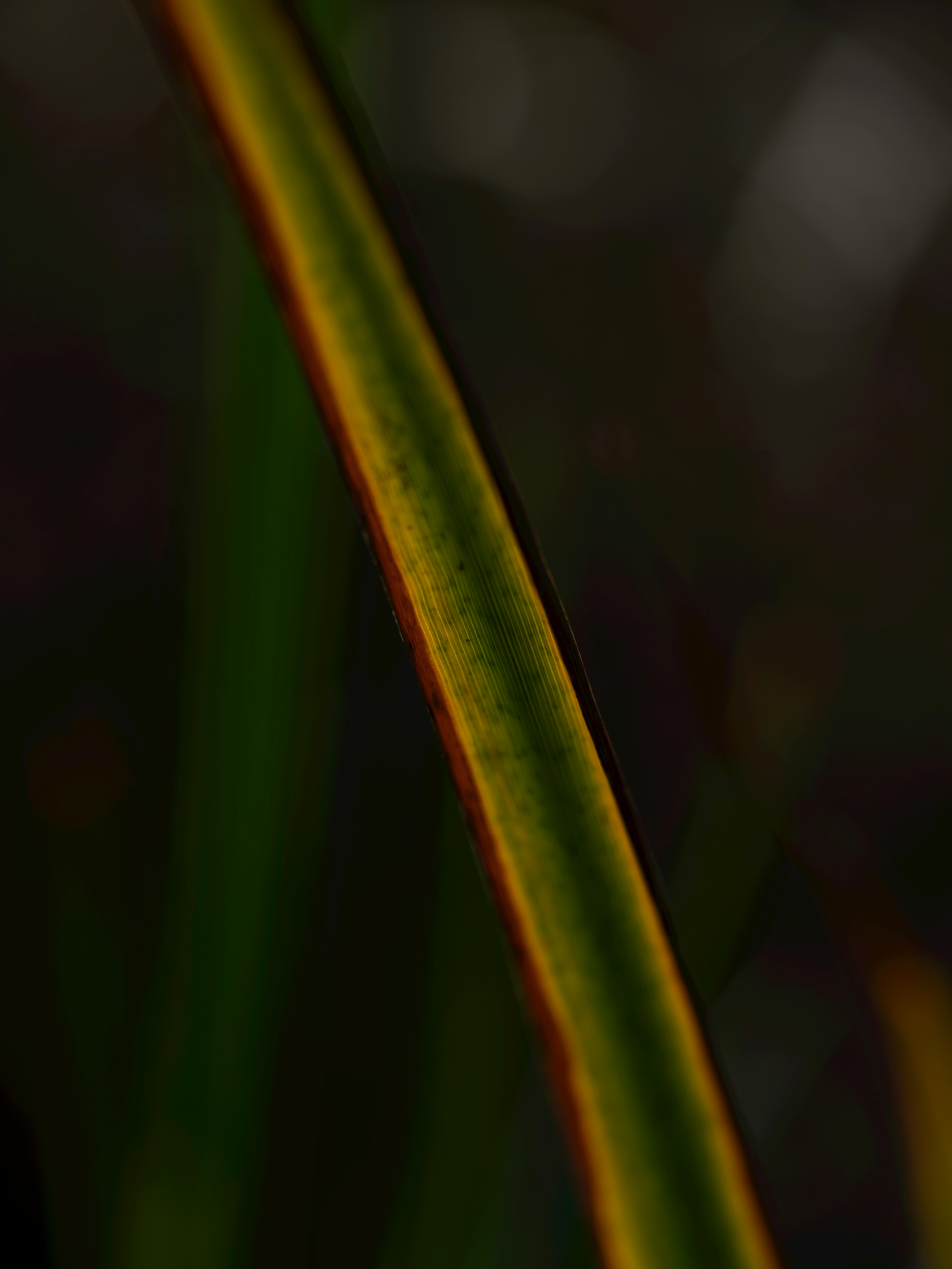 Gratis Fotografía macro de una lámina de hoja vibrante con iluminación dramática y colores intensos. Foto de stock