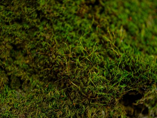 Free Detailed macro shot of vibrant green moss highlighting intricate textures in a forest setting. Stock Photo