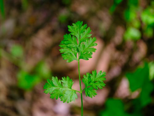 Free Detailed close-up of a vibrant green plant leaf in an outdoor setting, showcasing natural beauty in spring. Stock Photo