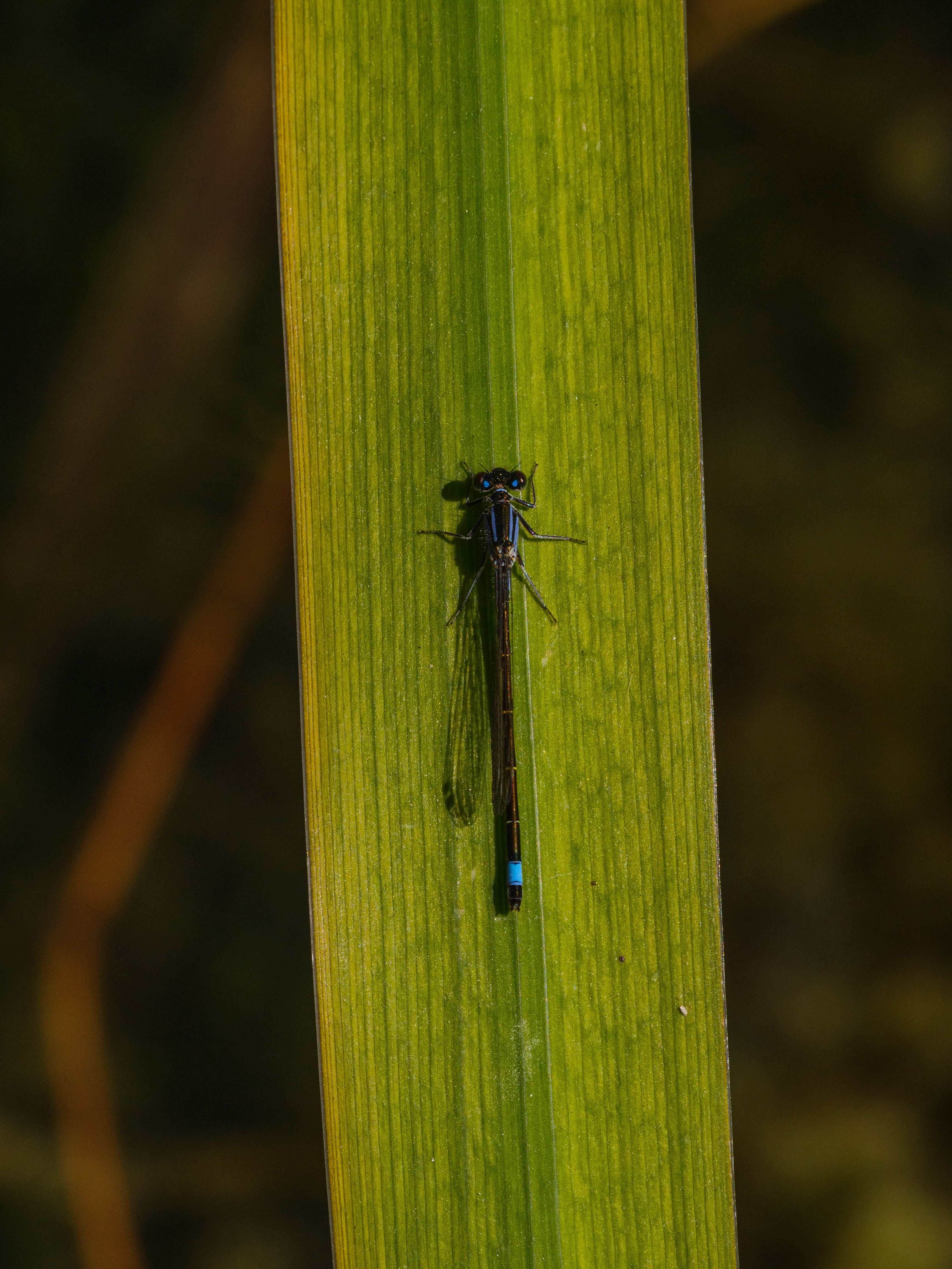 Close-up of a Damselfly on a Leaf · Free Stock Photo