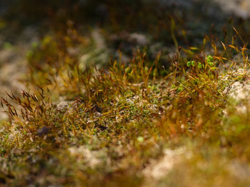 Free Close-up view of vibrant moss growing on a sunlit rocky surface, showcasing natural textures. Stock Photo