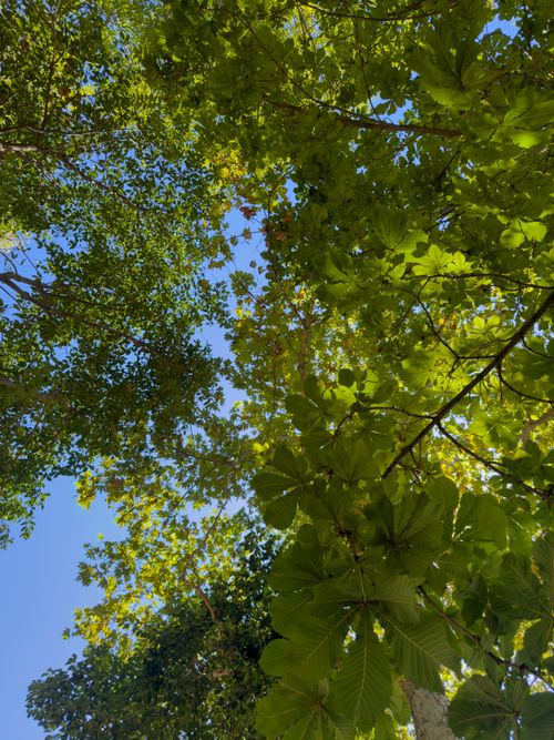Free A serene view of lush green tree leaves against a clear blue sky, capturing a sense of tranquility and nature's beauty. Stock Photo