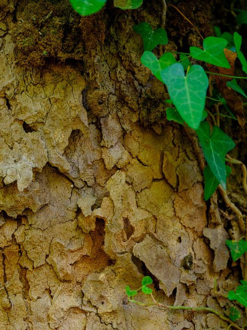 Free Detailed image of rough tree bark intertwined with fresh green ivy leaves. Stock Photo