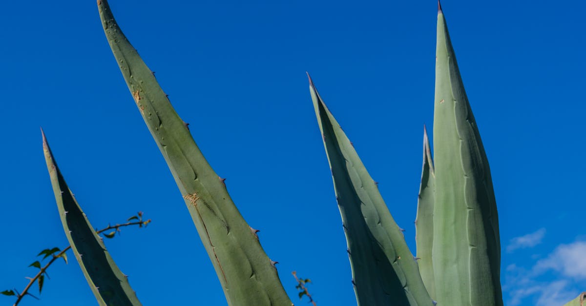 夏至養生正當時 二基醫院推中醫健康生活力