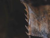 Close-Up of Textured Dried Palm Leaf Thorns