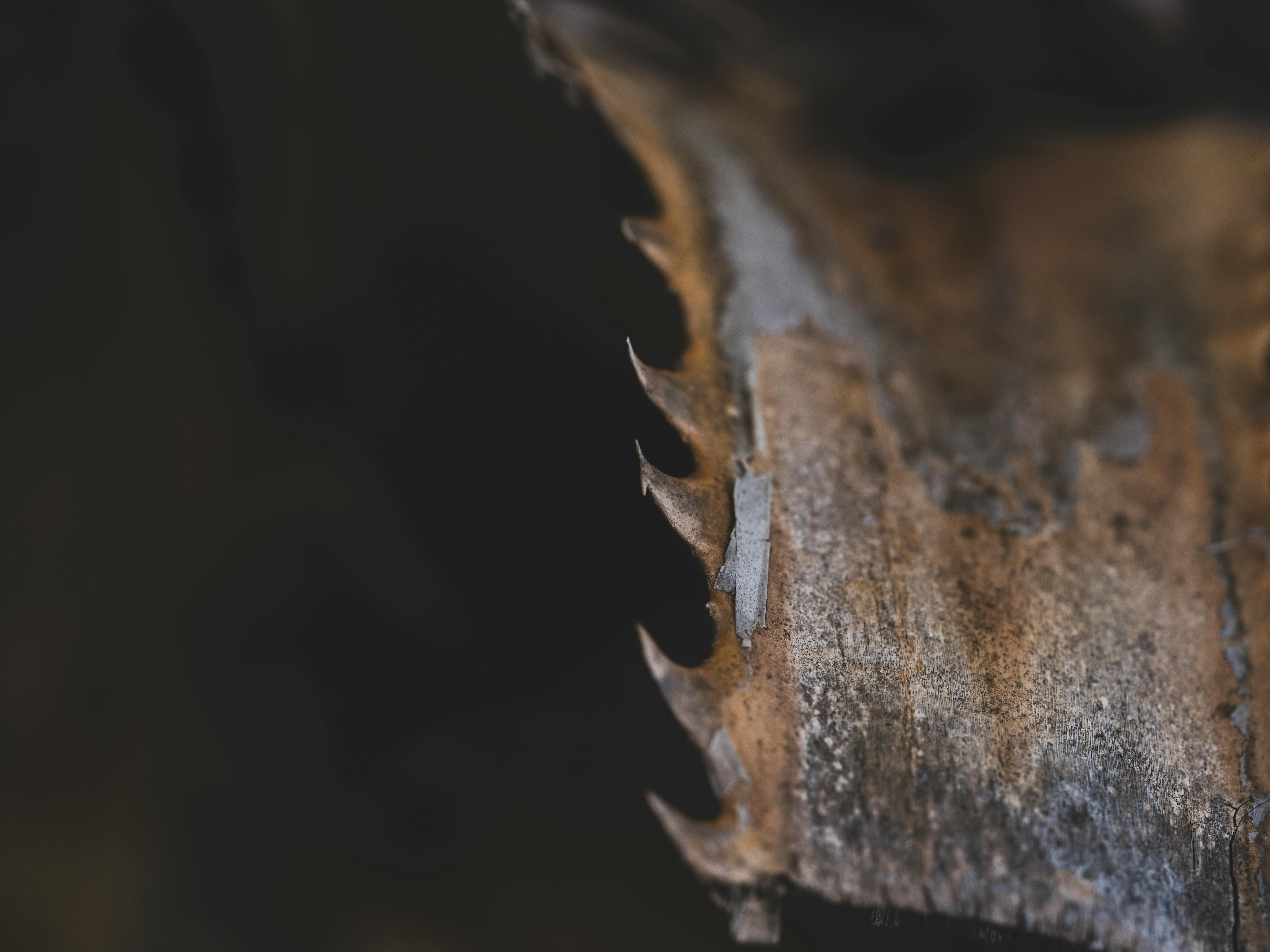 Kostnadsfria Makrobild av ett texturerat och torkat palmblad med vassa taggar, som visar detaljerade naturliga mönster. Stock foto