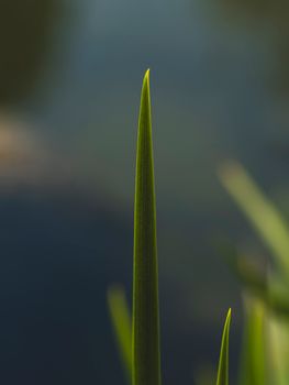 Macro shot of a single green blade of grass with a blurred blue background, highlighting natural beauty.