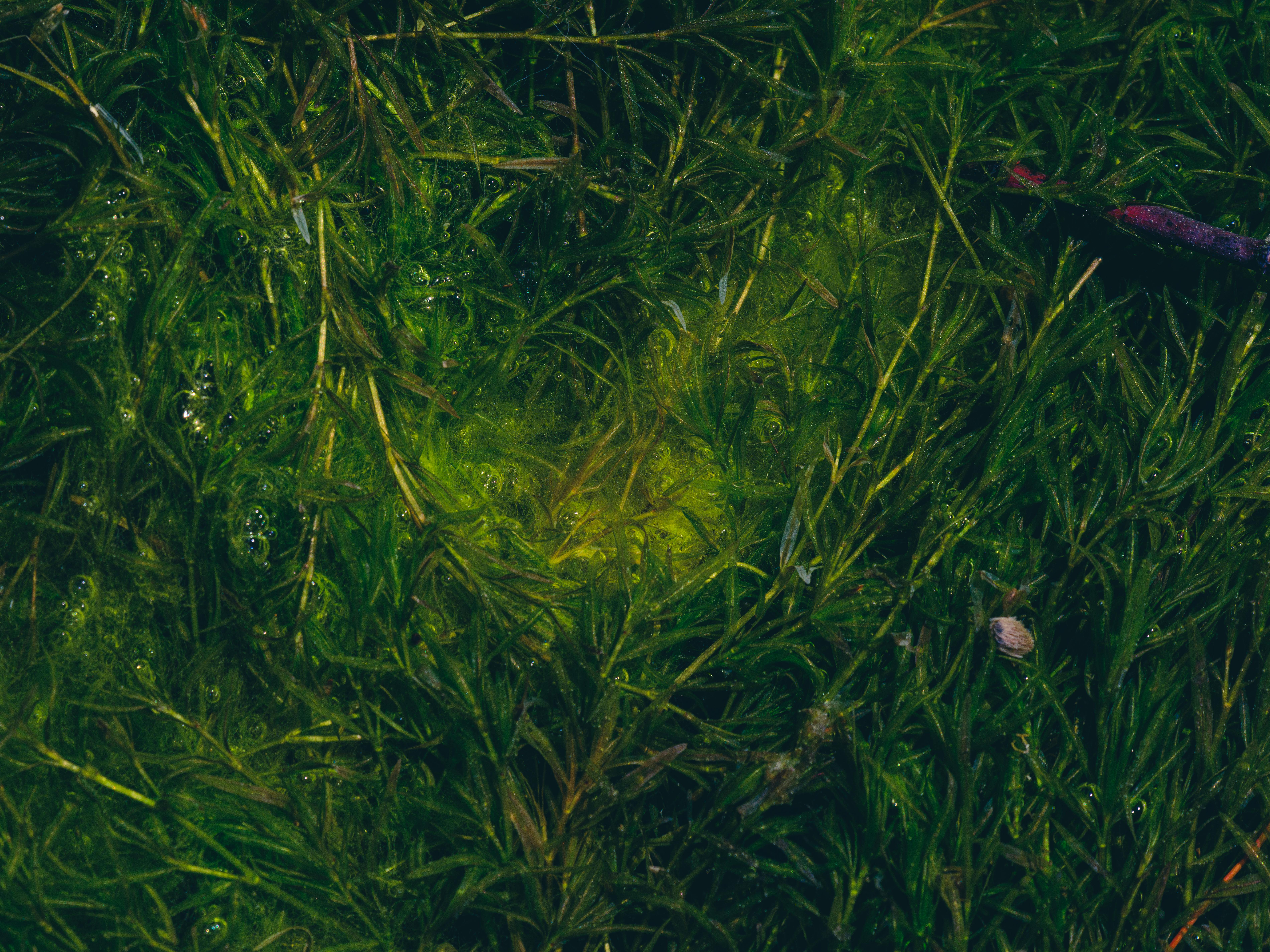 Zadarmo Detailný pohľad na žiarivo zelený mach s kvapkami vody, ktorý ukazuje prirodzenú textúru a detaily. Fotka z fotobanky