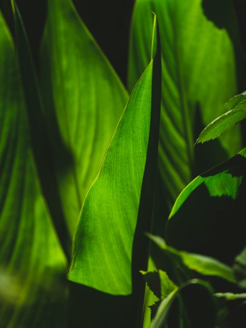 Free Close-up of vibrant green leaves illuminated by sunlight in a garden setting. Stock Photo