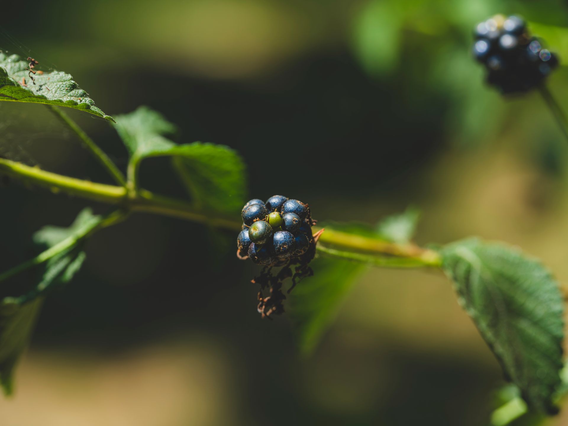 Vibrant close-up of ripe blackberries growing on a branch, showcasing natural beauty and freshness.