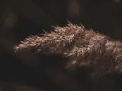 Close-up of Feather-like Plant in Nature