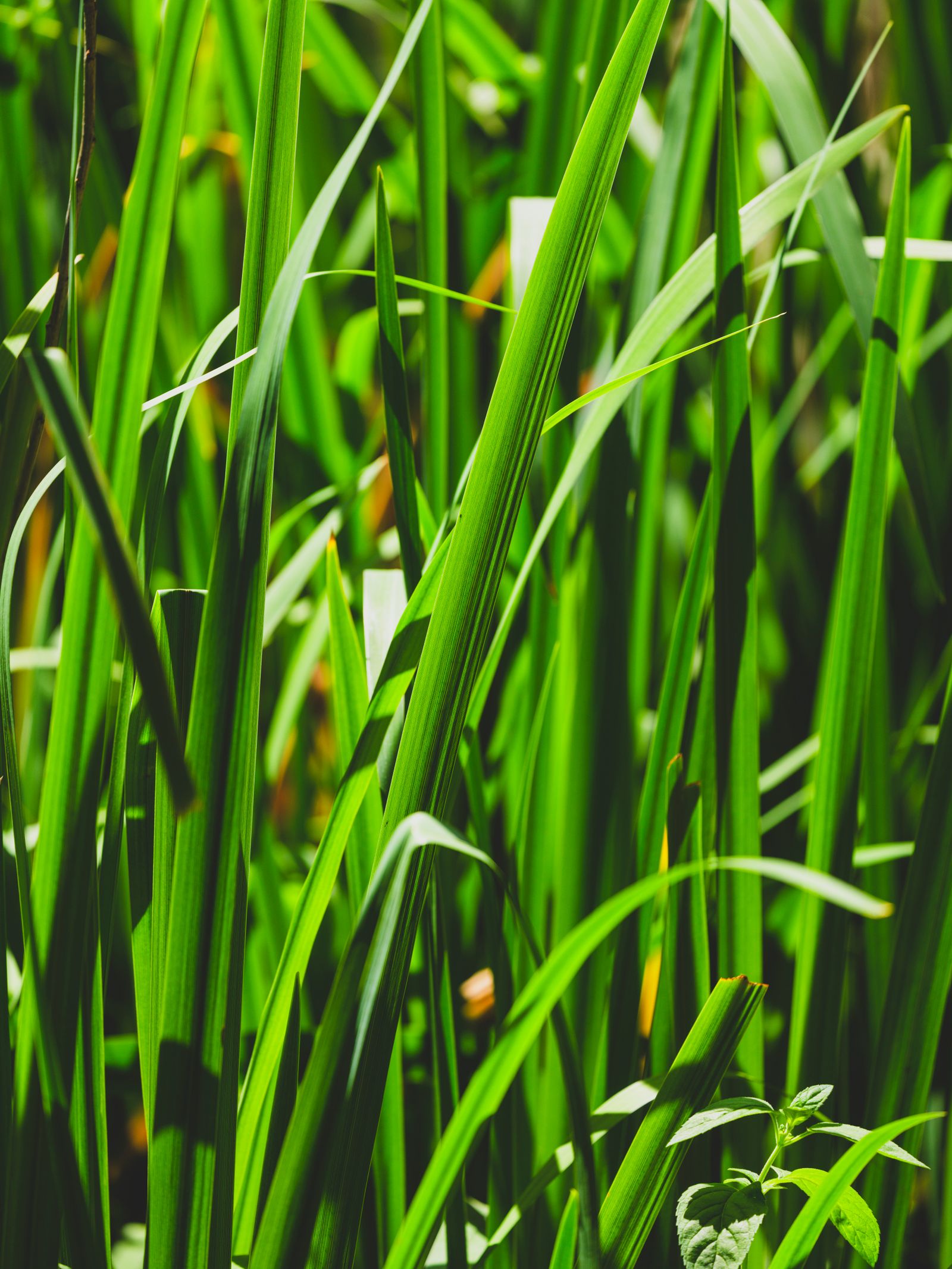 Close up of a healthy, well-maintained lawn