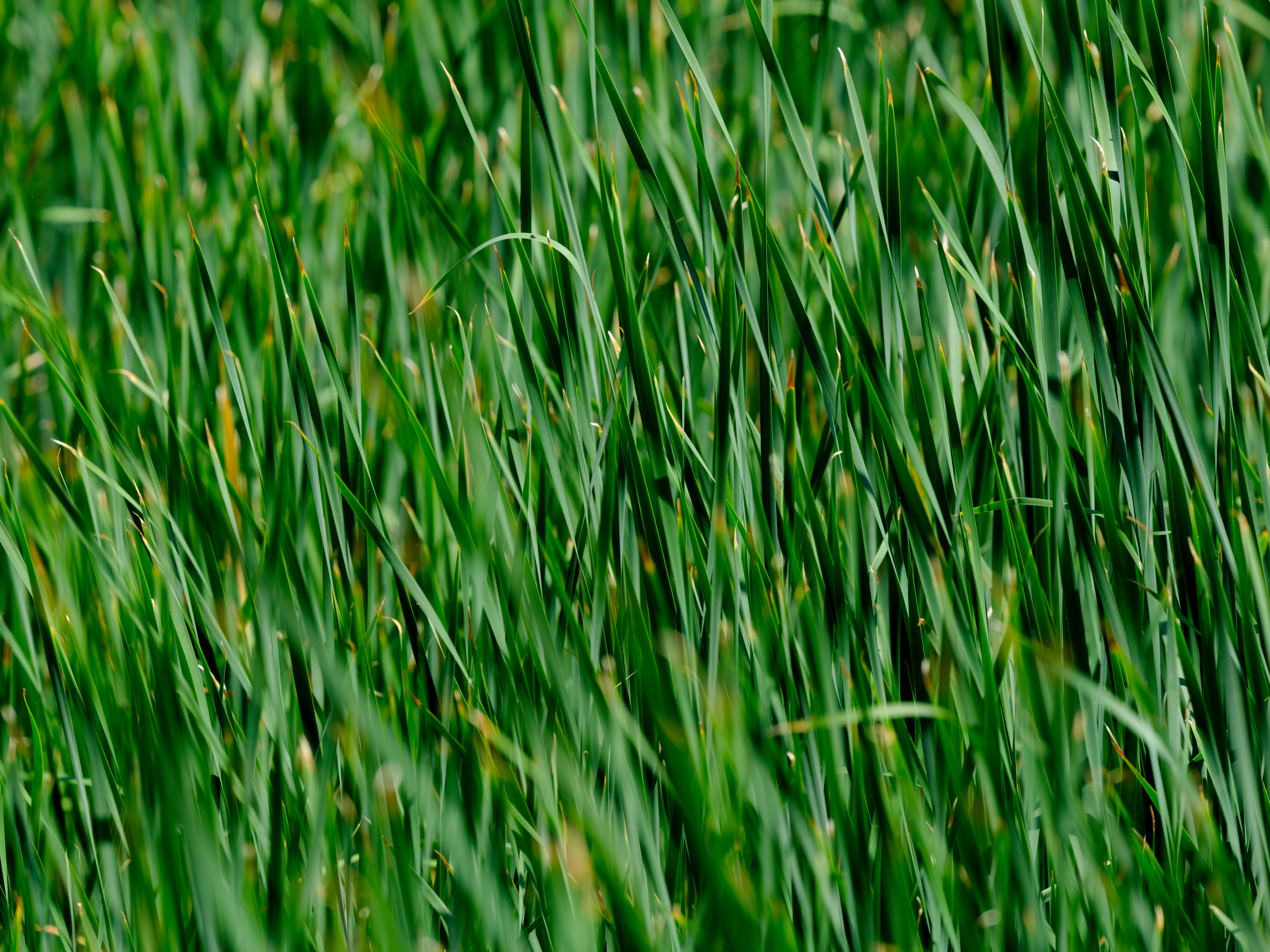 Zadarmo Krásne Zelené Rastliny V Lese Fotka z fotobanky