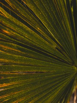Detailed close-up of colorful green palm leaf veins showcasing natural patterns and textures.