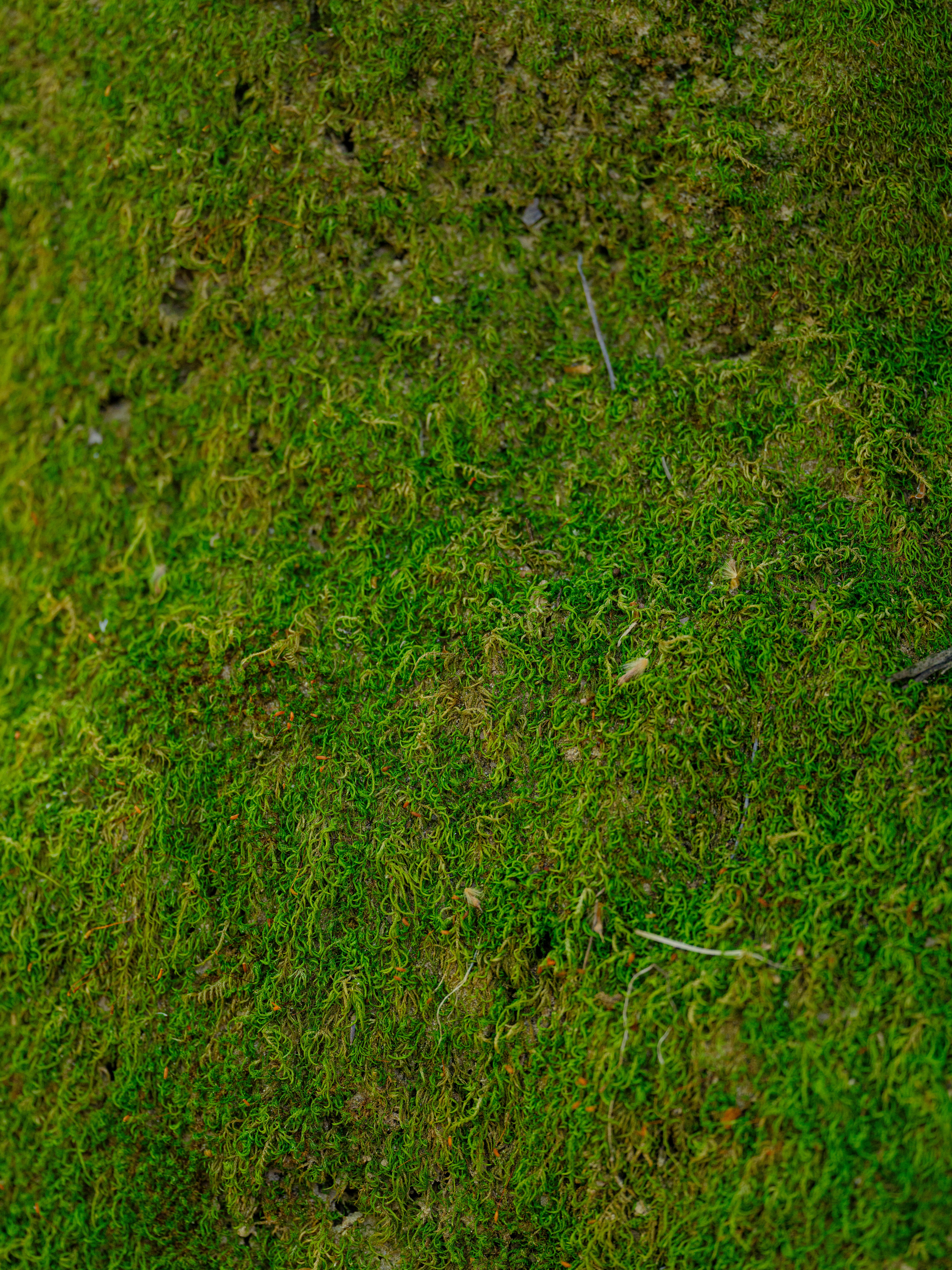 Gratuit Mousse Verte Sur Le Tronc De L'arbre Photos