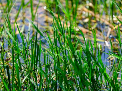 Free Close-up of lush green grass in a serene wetland area with a reflective water surface. Stock Photo