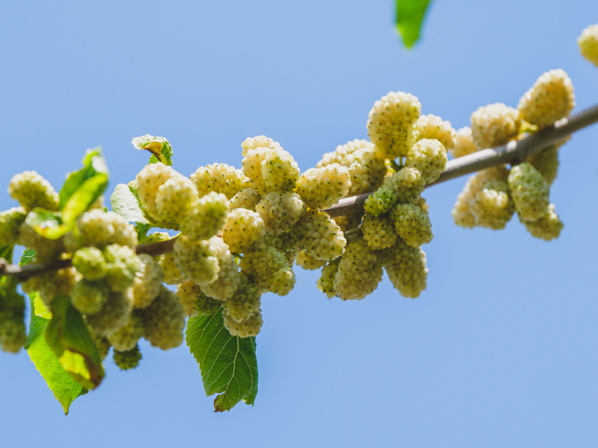 Close-up of ripe white mulberries hanging on a branch against a clear blue sky during summer.