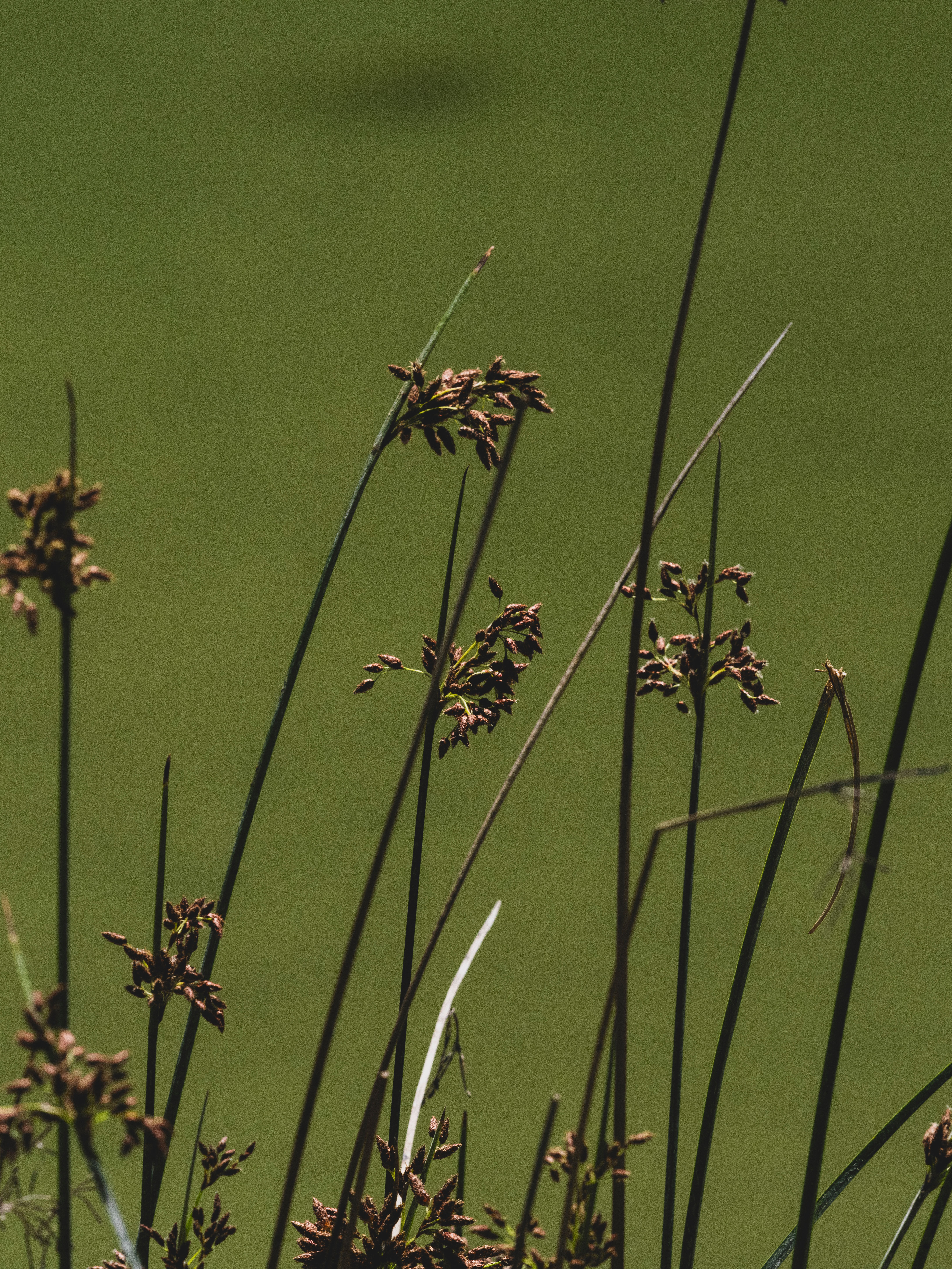 Close-up of Wild Reeds in Natural Habitat · Free Stock Photo