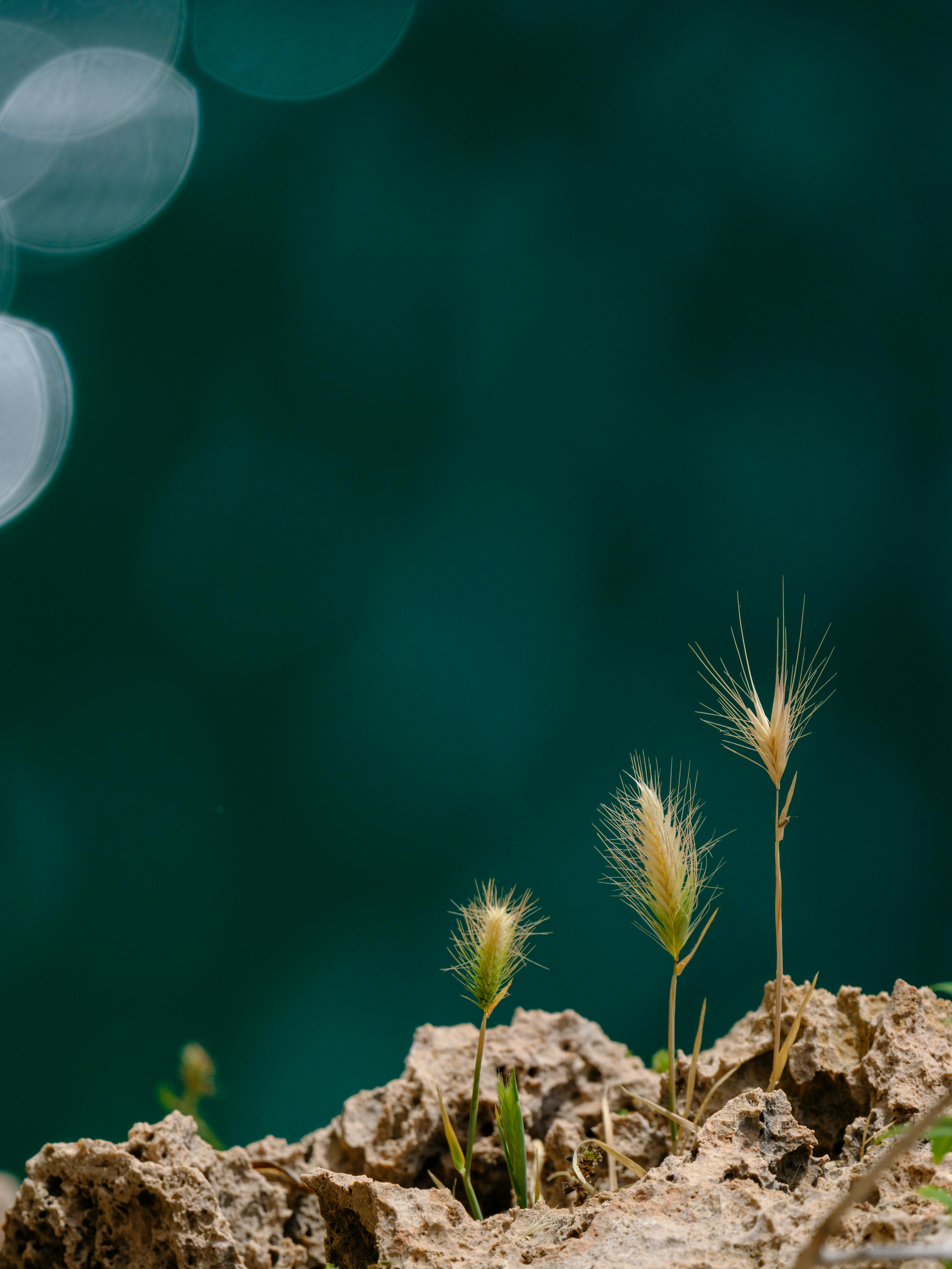 Nonton Drama China Sub Indo: Ini Dpmm fc Kotor Mochi mouse grow a garden