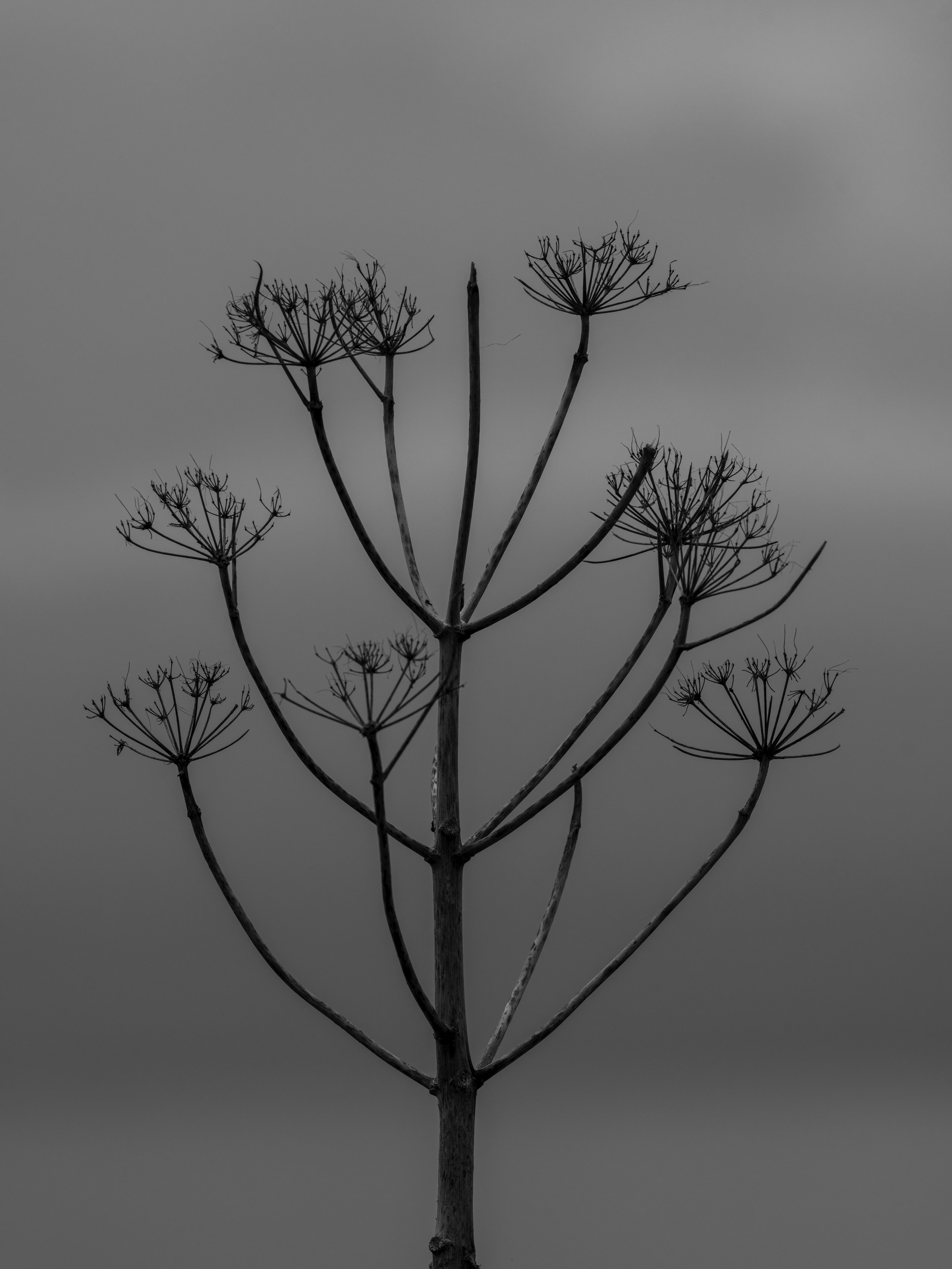 grátis Lindas Plantas Crescendo Na Floresta Foto profissional