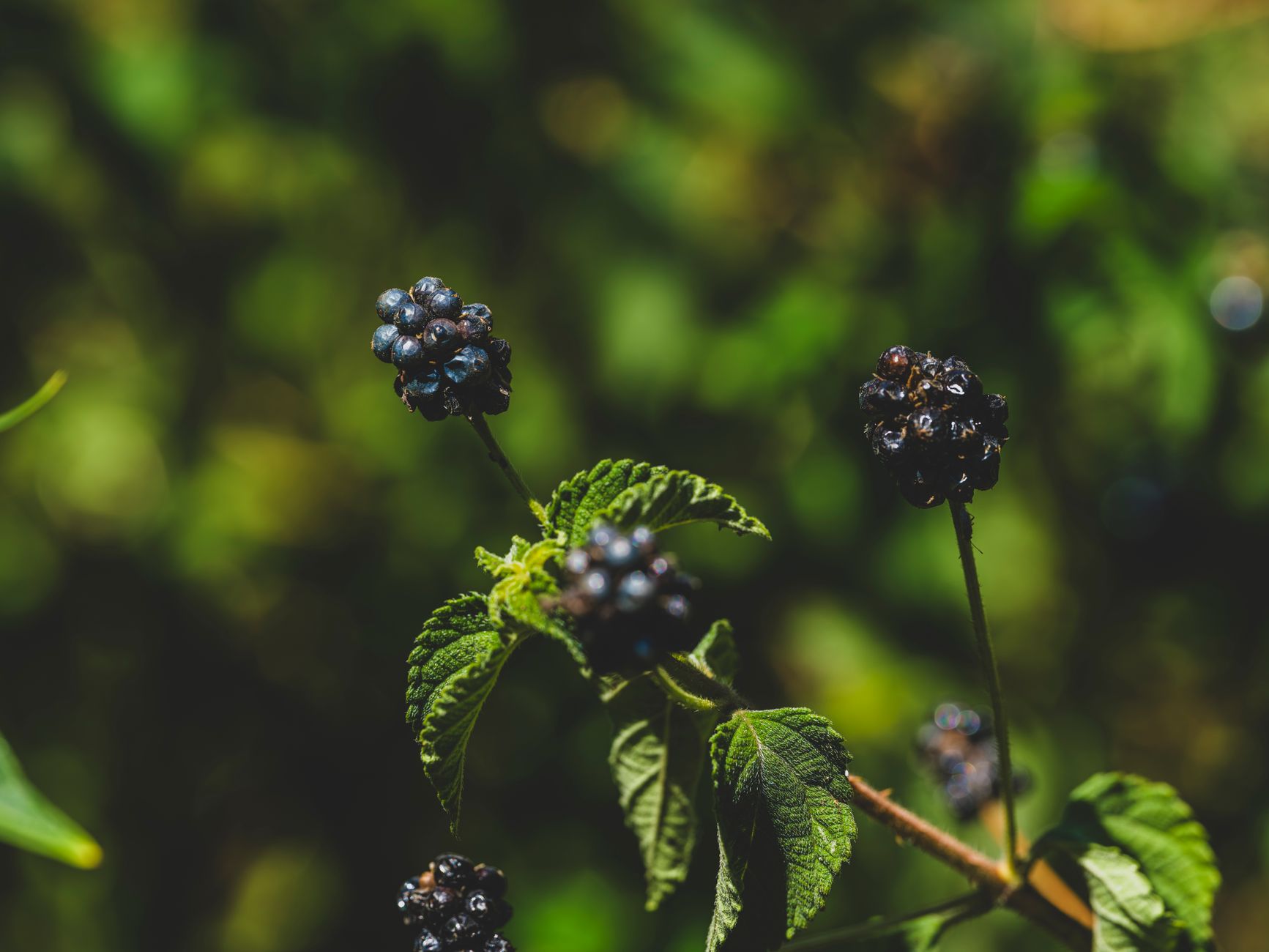 A detailed view of ripe blackberries hanging on branches with lush green leaves in a summer garden.