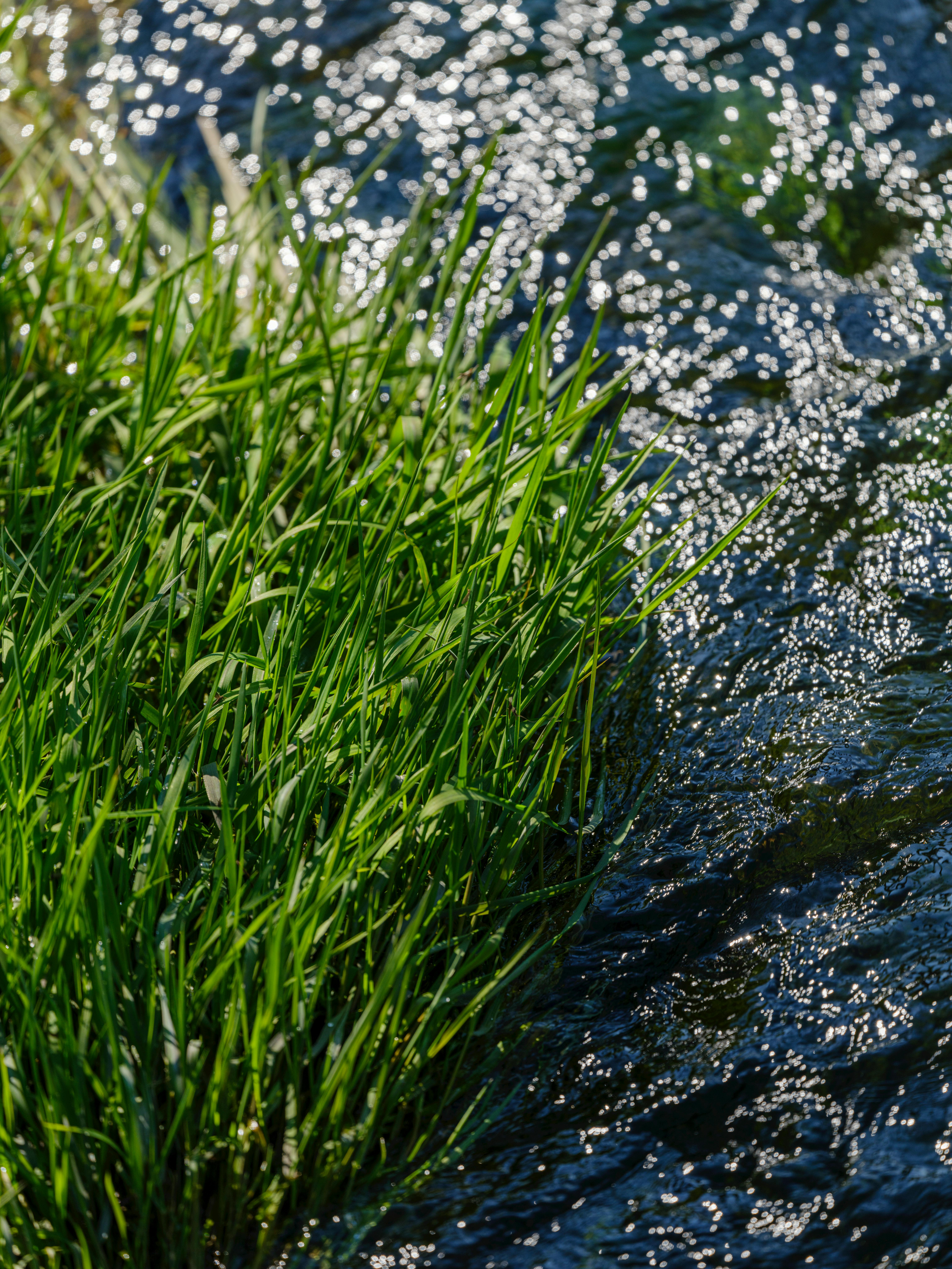 Vibrant Grass by Sparkling Stream in Summer