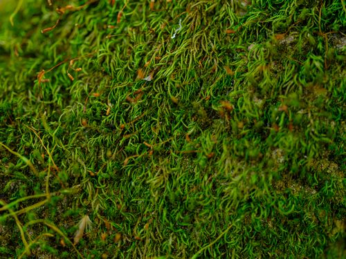 Free Detailed macro shot of vibrant green moss growing naturally on a forest floor, capturing nature's texture and beauty. Stock Photo