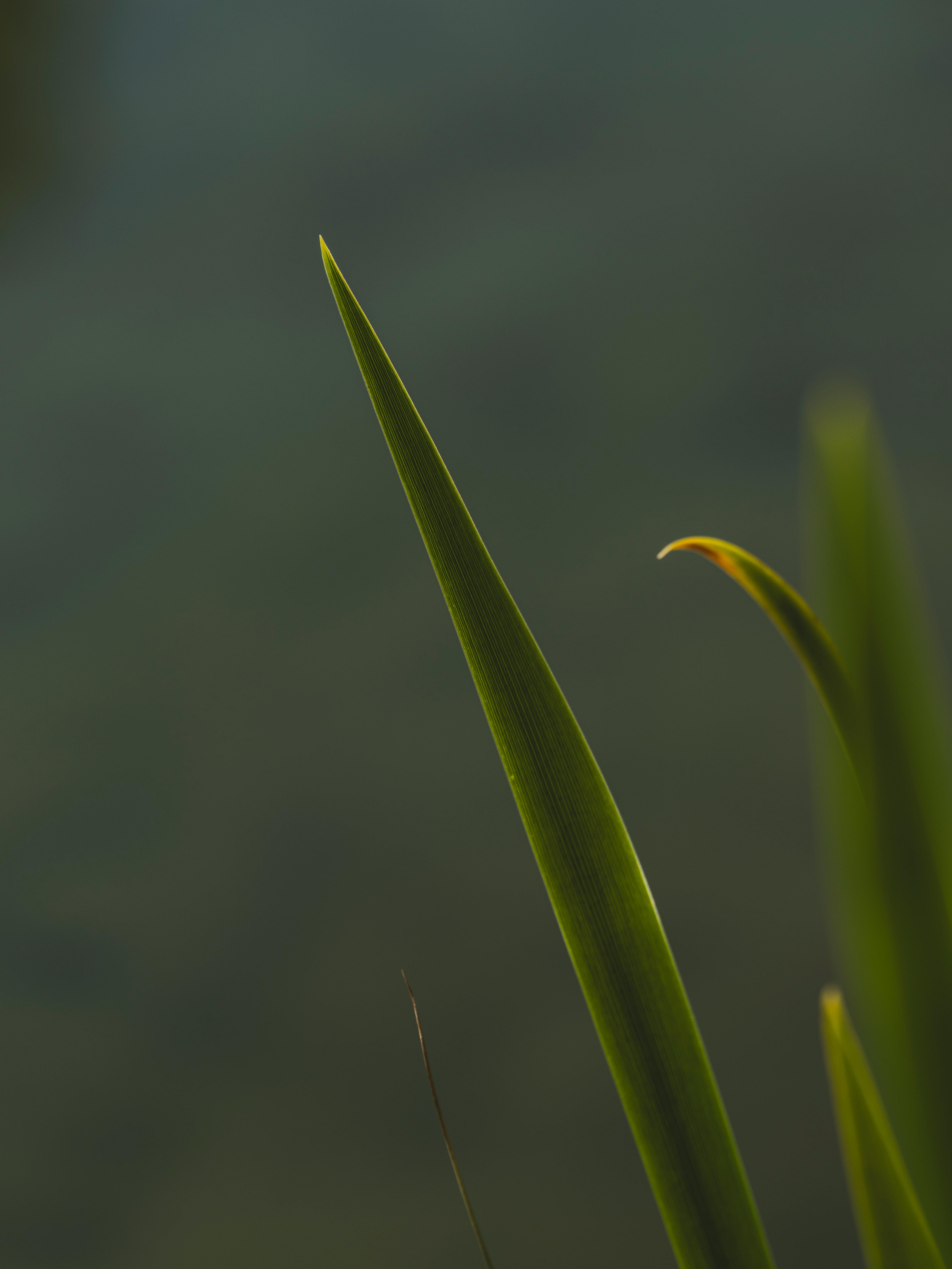 gratis Mooie Groene Planten In Het Bos Stockfoto