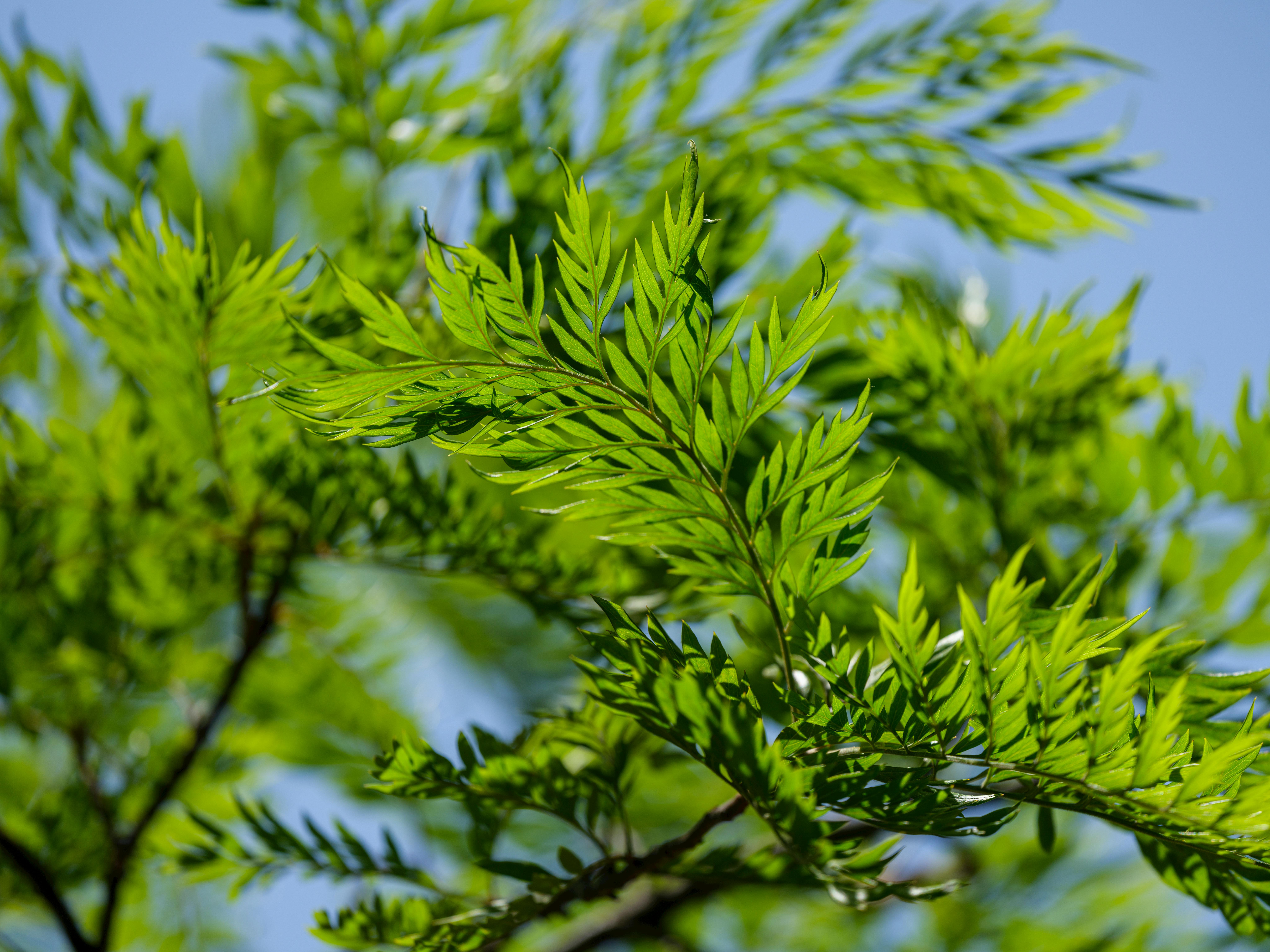 Adaptación Ecosistemas Tropicales a Climas Templados: Diseño, Flora, Agua