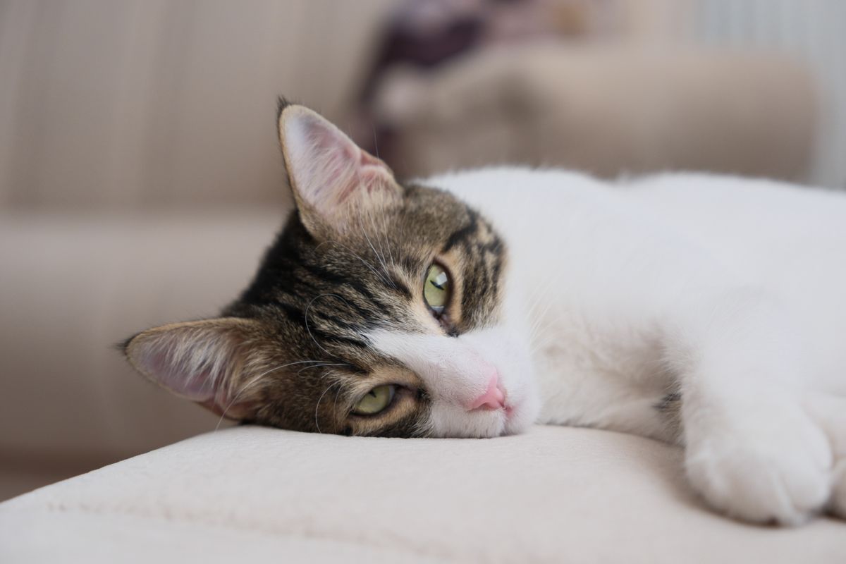 Chat tigré et blanc allongé, la tête posée sur un coussin de canapé, les yeux mi-clos