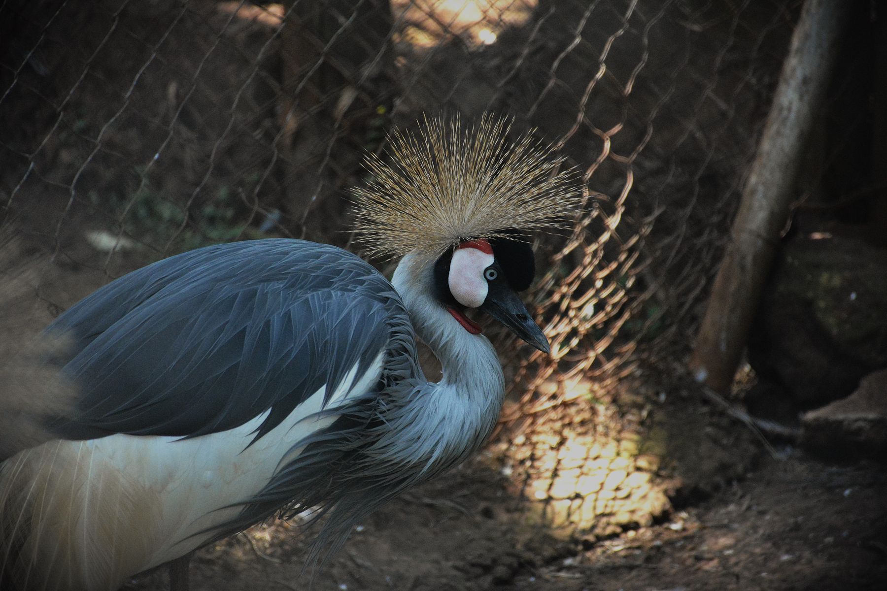 Birdwatching in Nairobi: Where to Go, When, and What to Book
