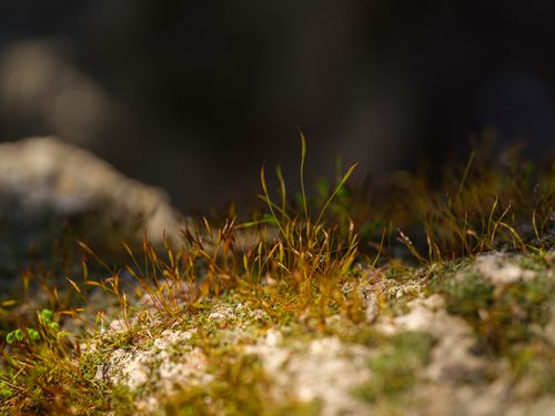 Free Close-up view of vibrant green moss growing on a rock in natural sunlight, showcasing nature's intricate details. Stock Photo