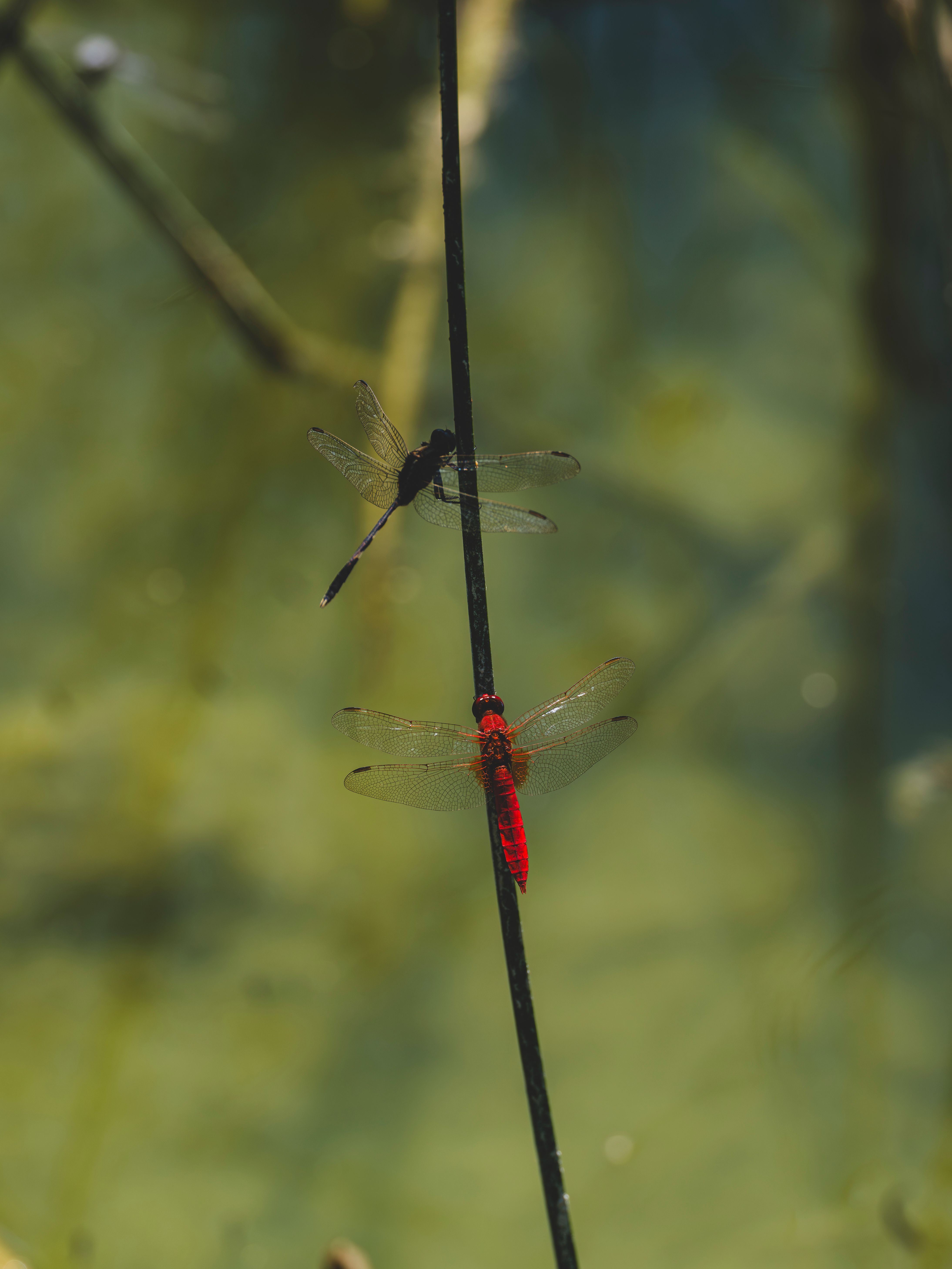 Close-up of Two Dragonflies on a Stem · Free Stock Photo