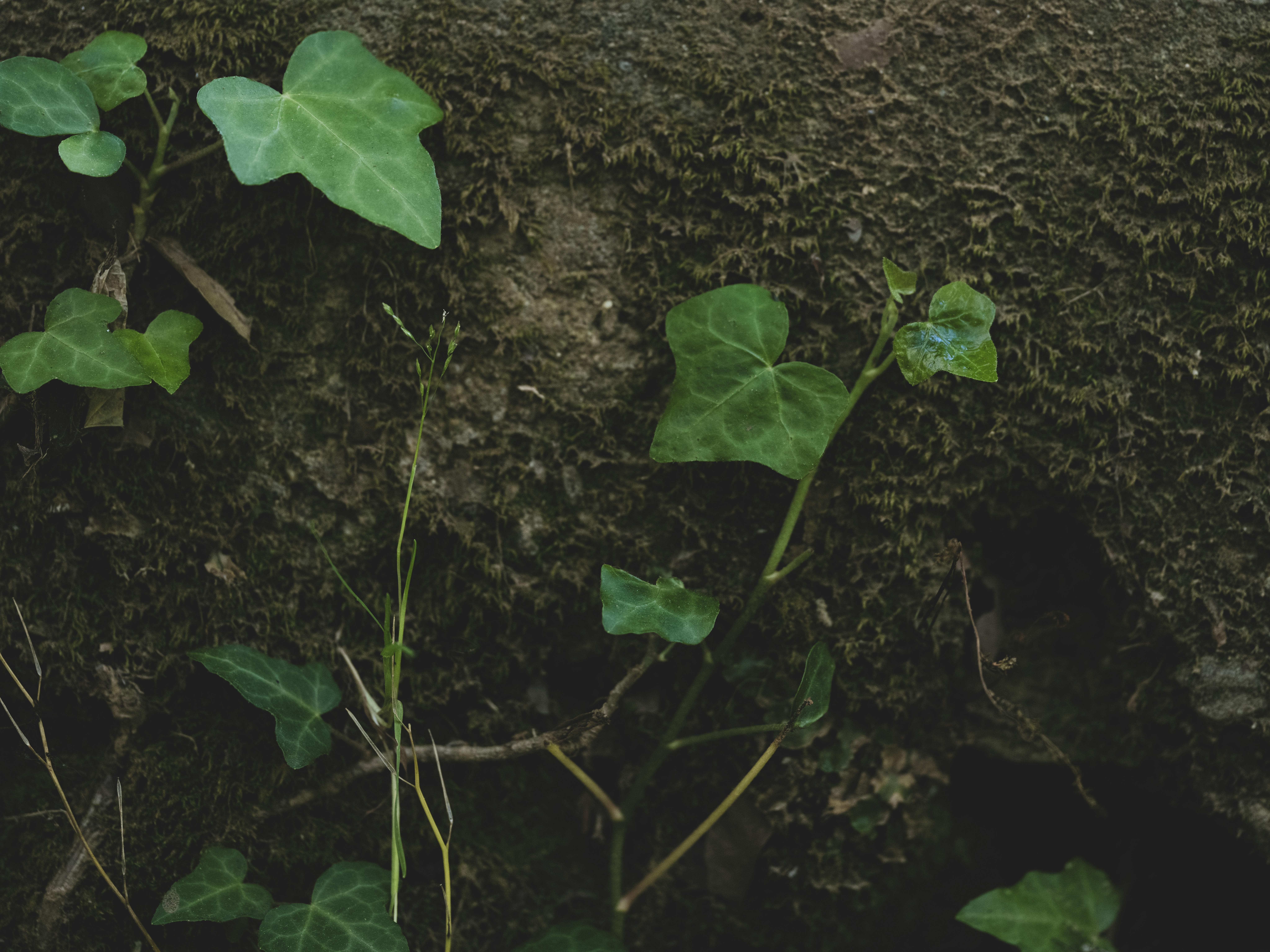 Применение листьев подорожника