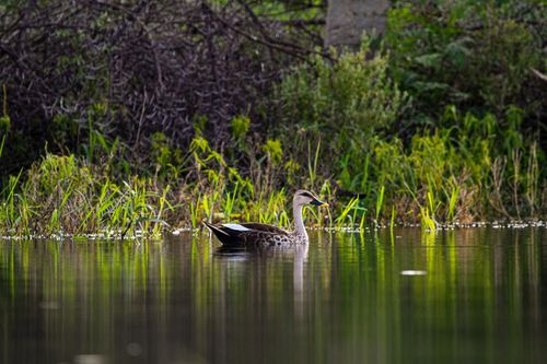 Free A duck peacefully swims in a lush pond surrounded by greenery and calm reflections. Stock Photo