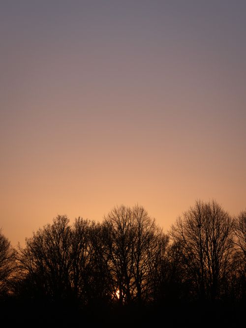 Free Enchanting view of tree silhouettes against a warm golden sunset sky, perfect for serene nature scenes. Stock Photo