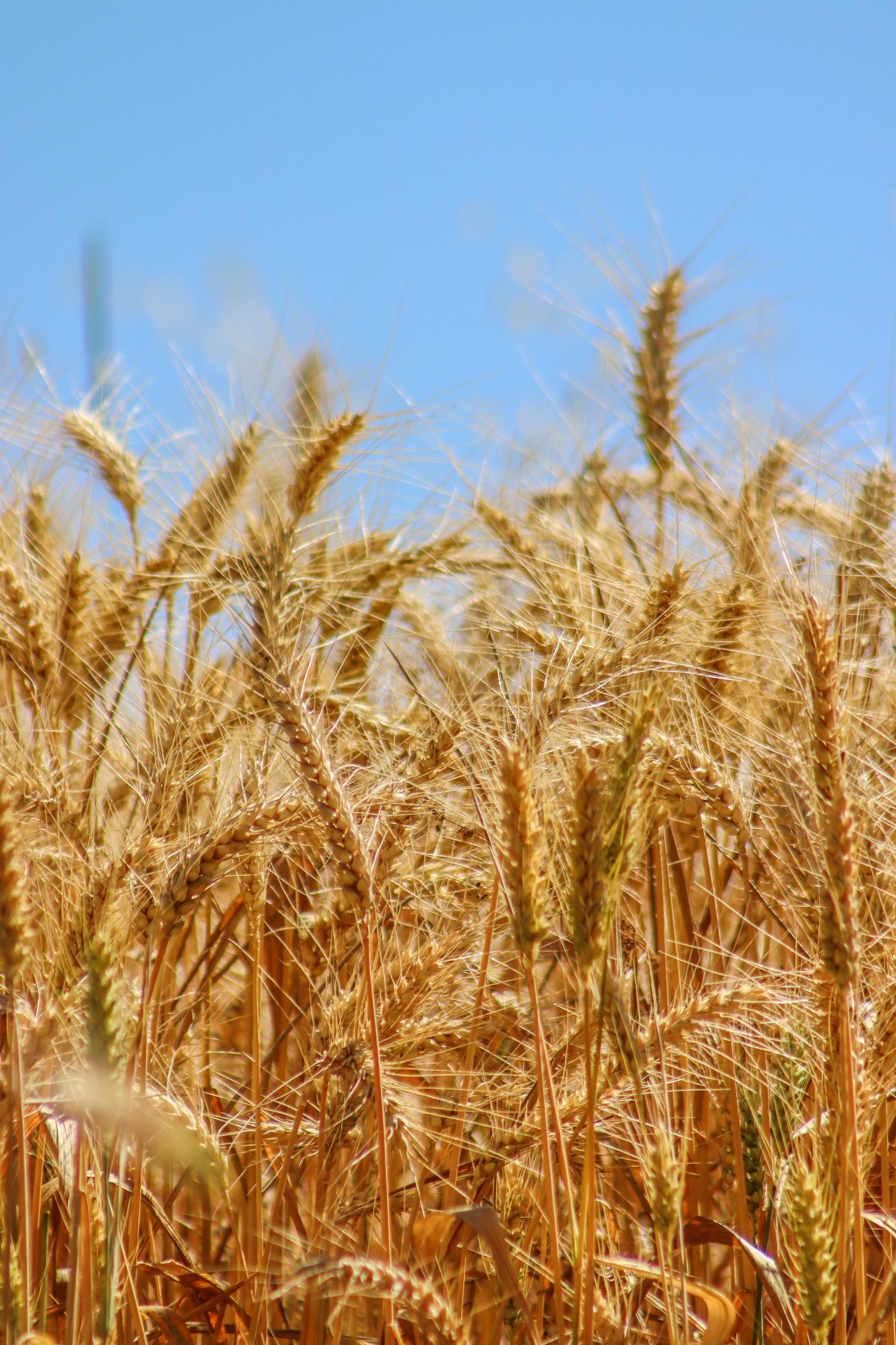 Golden Wheat Field Under Clear Blue Sky · Free Stock Photo
