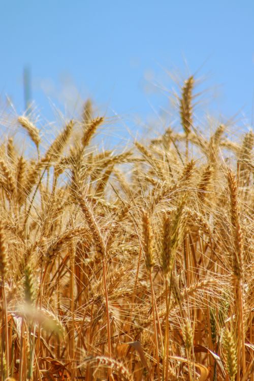 Free Vibrant wheat field against a clear blue sky, showcasing the beauty of nature and agriculture. Stock Photo