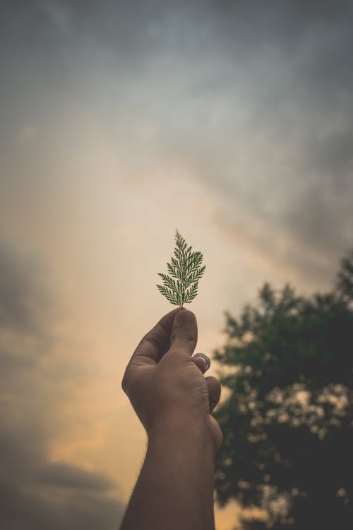 持有植物葉的人