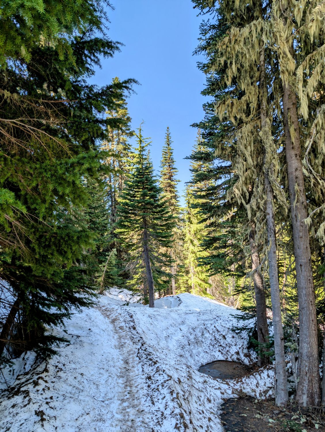 Explore the serene snowy trail amidst towering evergreen trees in Washington's countryside.