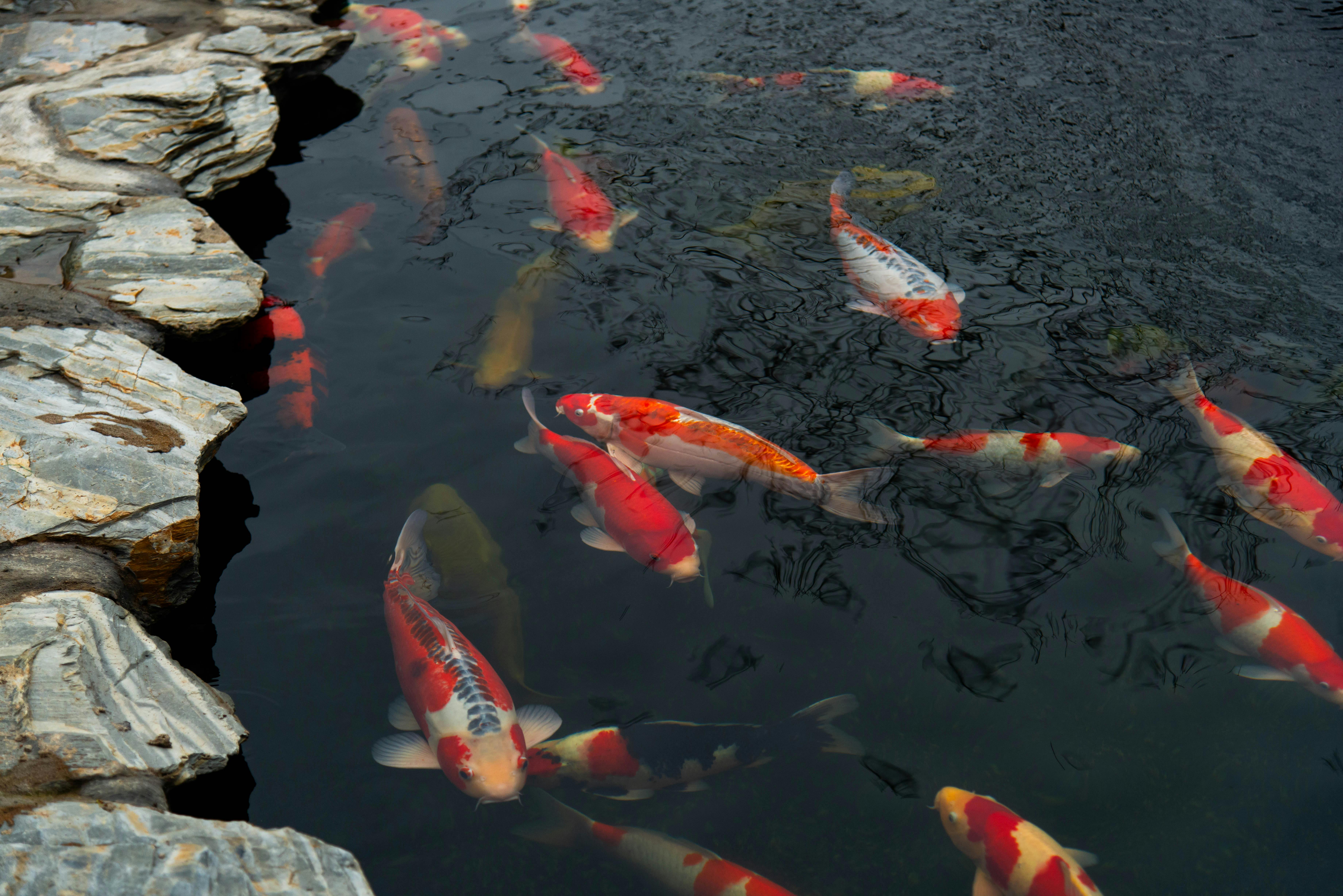 Vibrant koi fish swimming in a serene pond with stone edges, creating a peaceful scene.