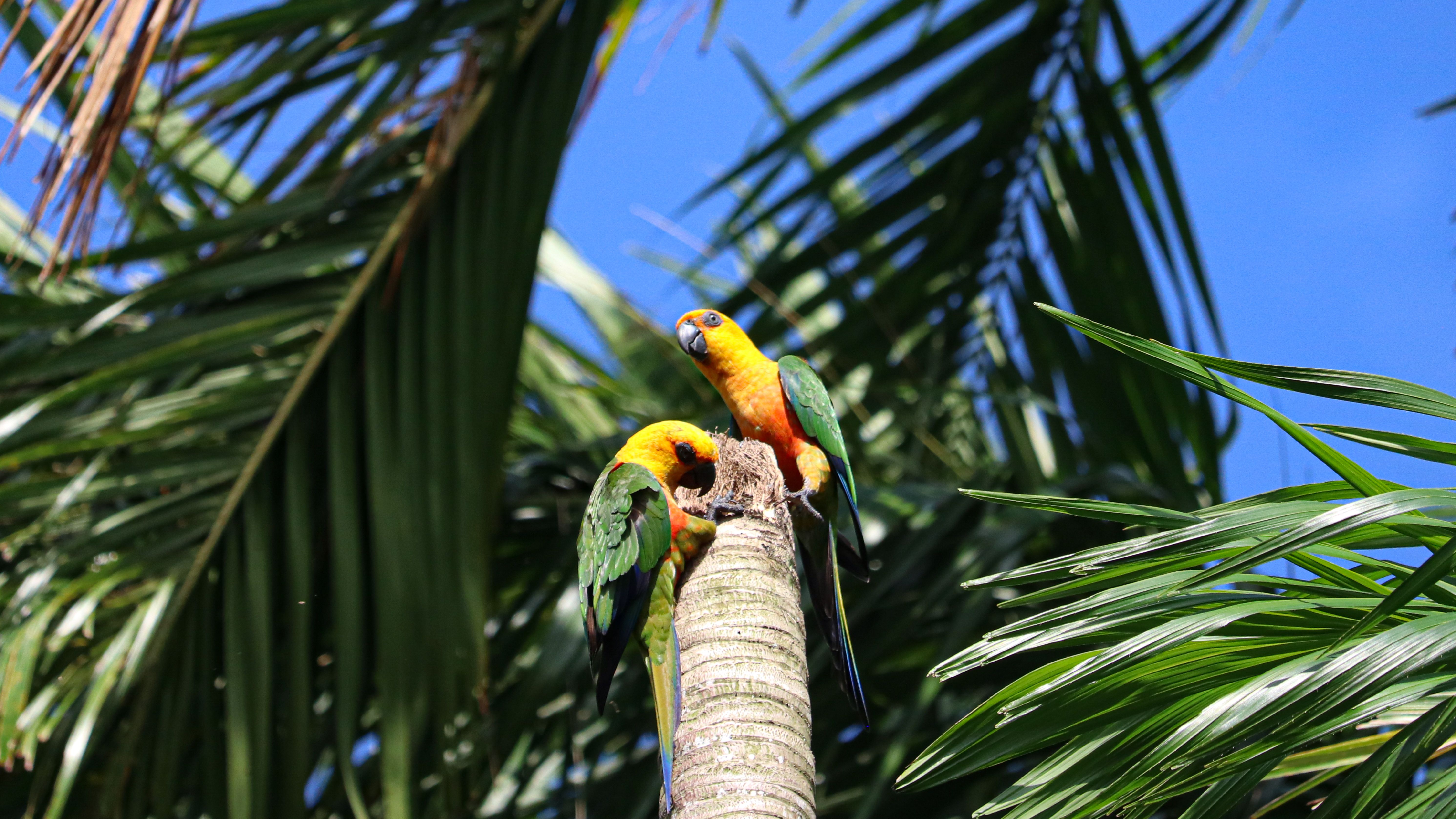 Pair of Parrots Nesting in Palm Tree · Free Stock Photo