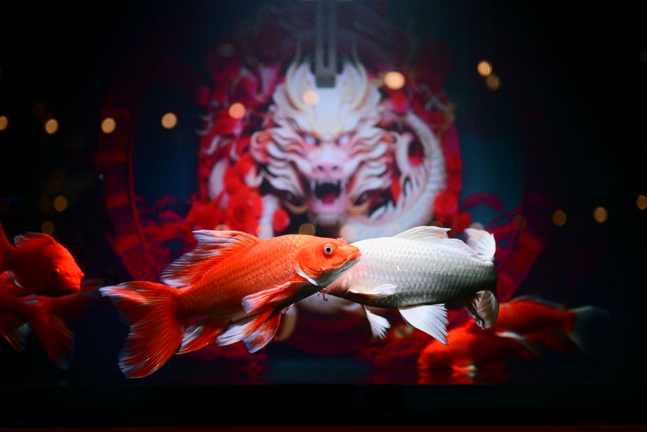 Colorful koi fish swimming before a fierce dragon mural. Colorful koi fish swimming before a fierce dragon mural.