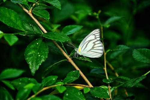 Fotos de stock gratuitas de bichos, jardín, mariposa