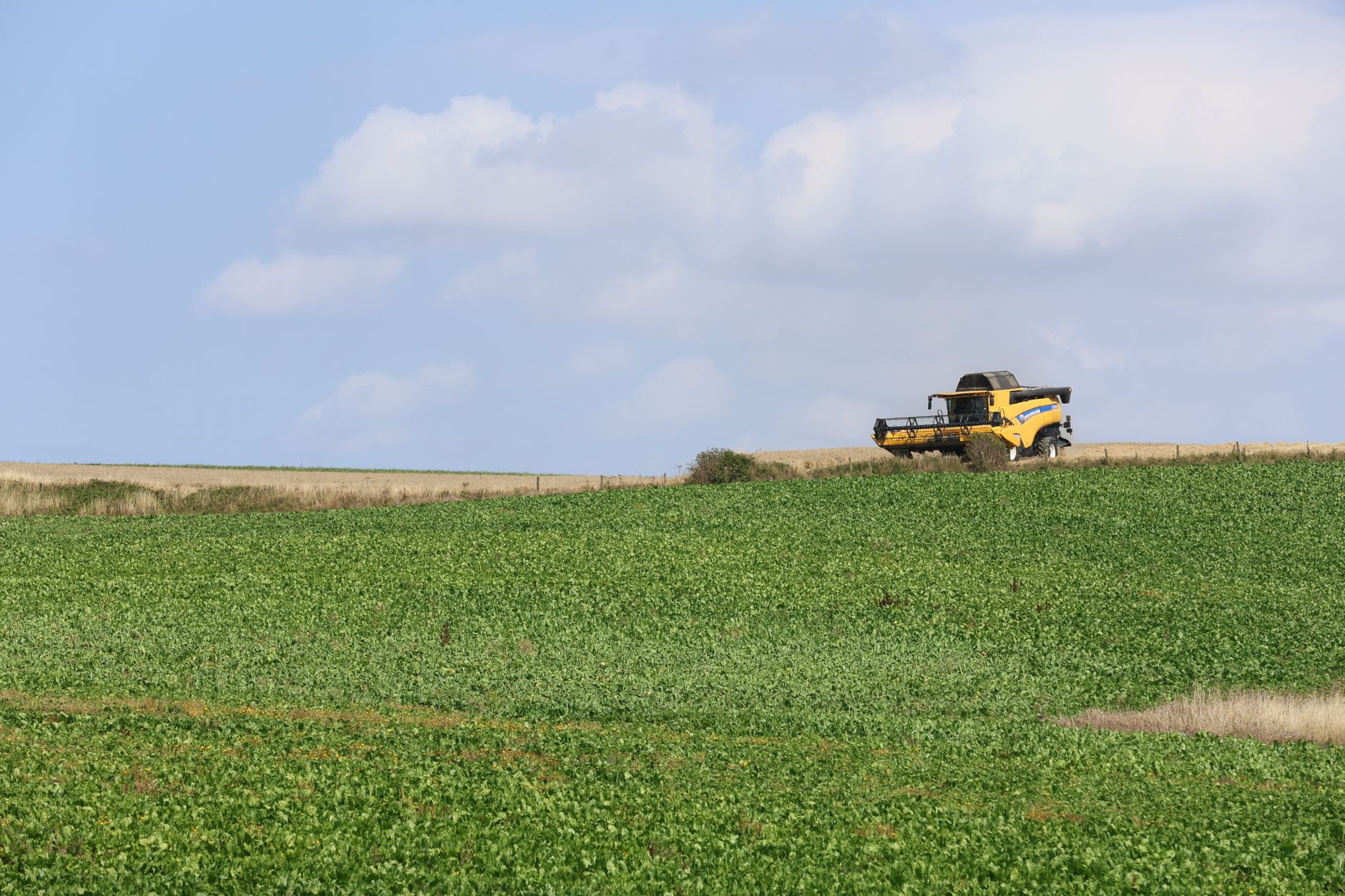 Rising Farm Climate Rules Risk Food Shortages and Higher Menu Prices