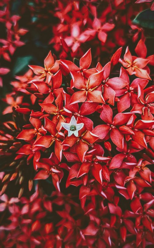 Free A close-up shot of vibrant red Ixora flowers with a unique white bloom in Faridpur, Bangladesh. Stock Photo